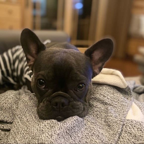 Dolce Gabbana Sunglasses Eyeglasses Black Hard Case, Soft Bag, & Chewed Glasses - Picture 9 of 9